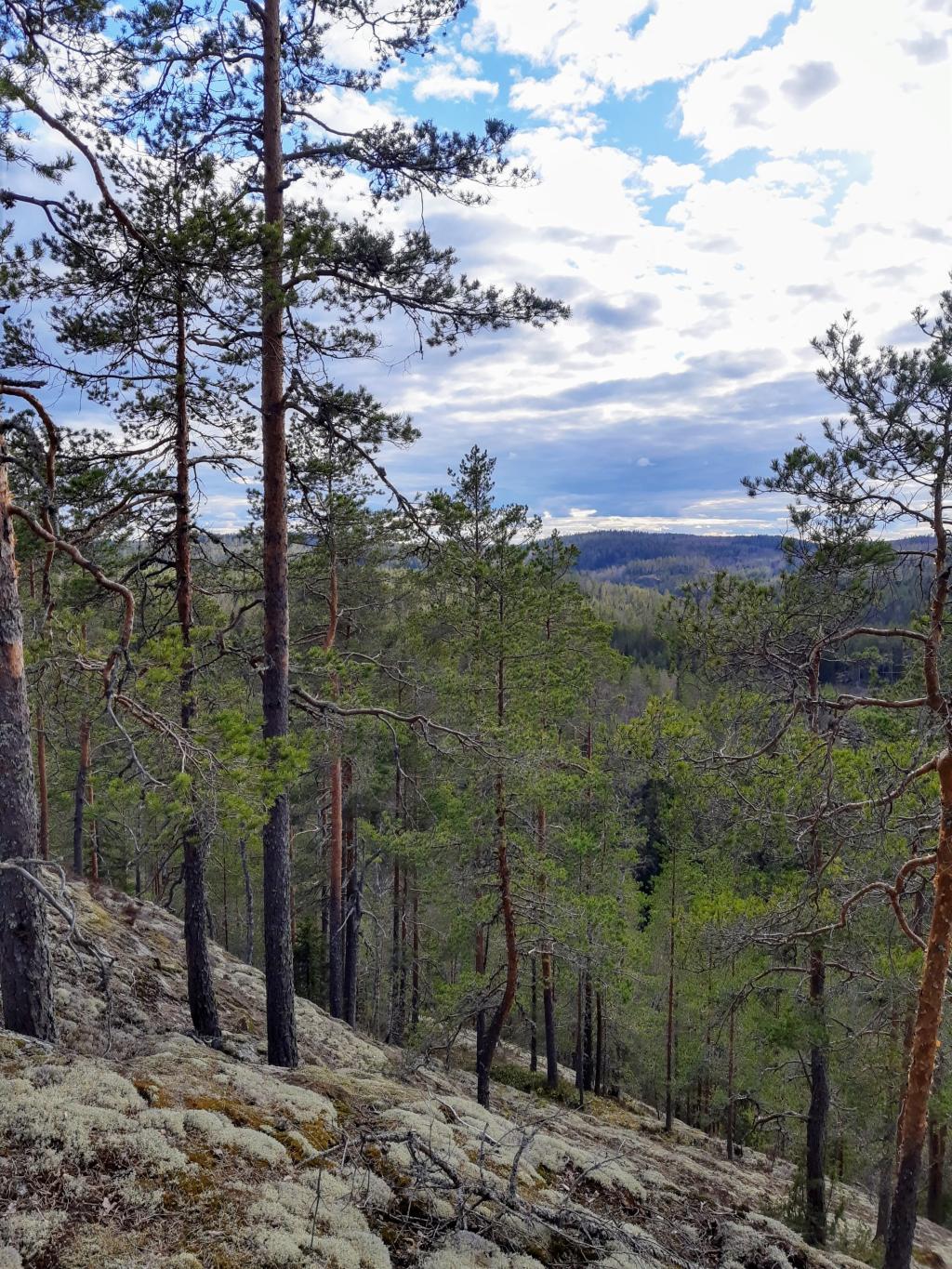 Hiiden polut ja Metsänväkitaival