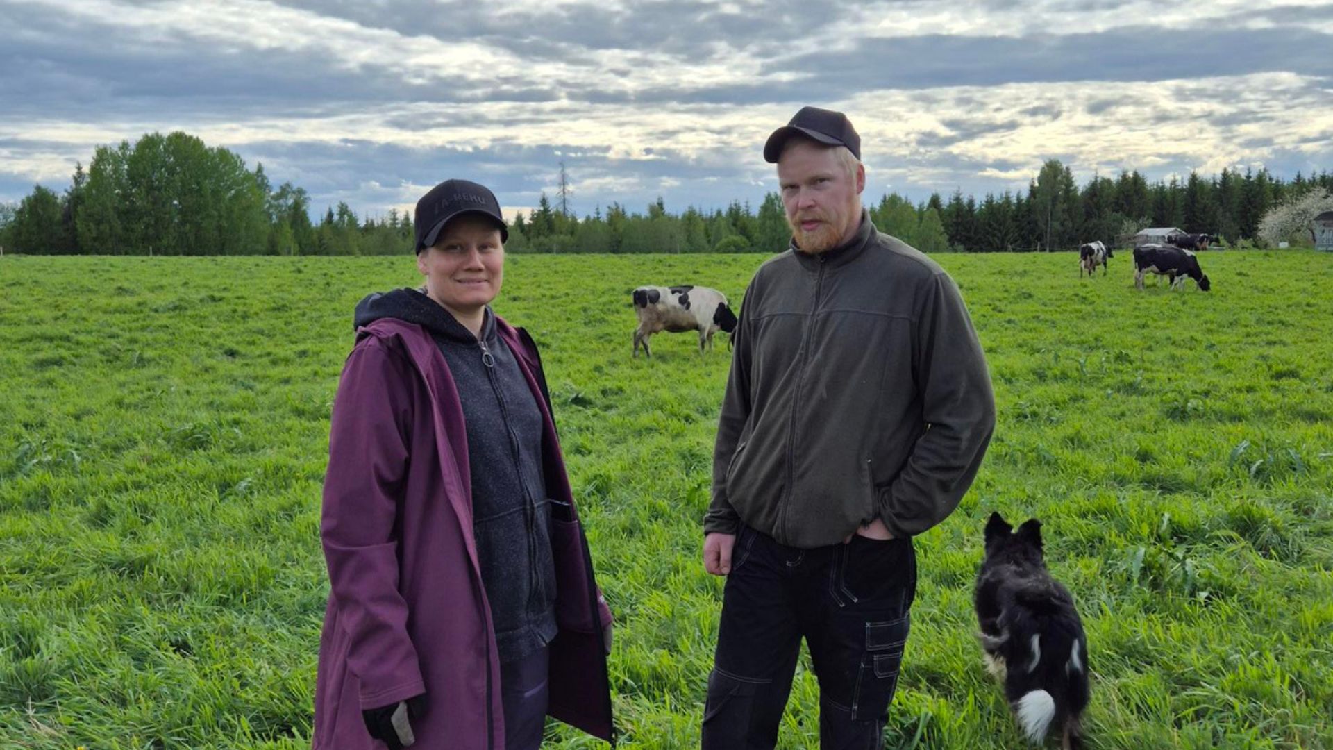 Tanja ja Ville Korhonen tuottavat maitoa Etelä-Juvalla 